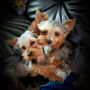 Meet your Posher, Desiree